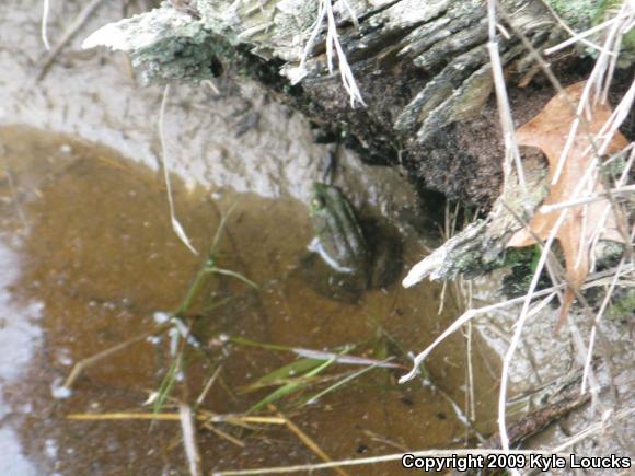 Northern Green Frog (Lithobates clamitans melanota)