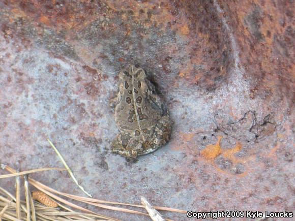 Fowler's Toad (Anaxyrus fowleri)