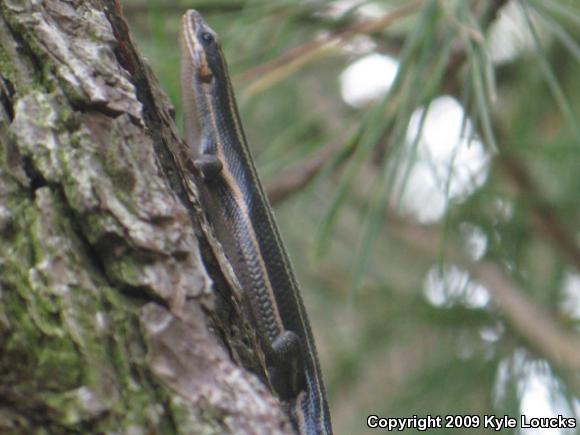 Five-lined Skink (Plestiodon fasciatus)