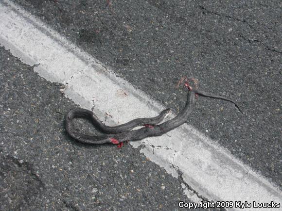 Eastern Ratsnake (Pantherophis alleghaniensis)