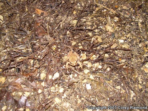 Northern Spring Peeper (Pseudacris crucifer crucifer)