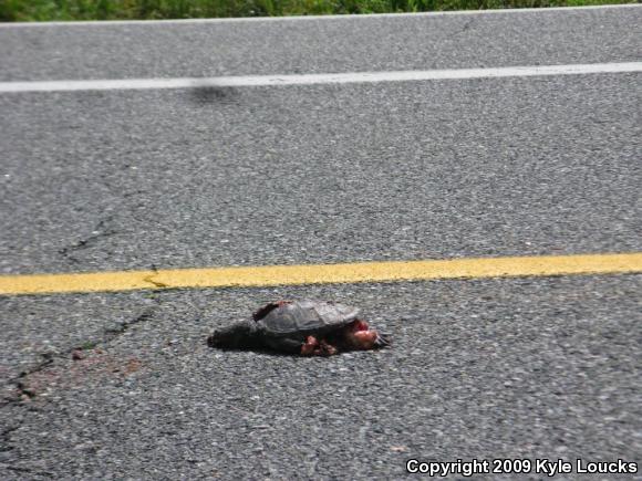 Eastern Snapping Turtle (Chelydra serpentina serpentina)