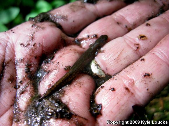 Southern Two-lined Salamander (Eurycea cirrigera)