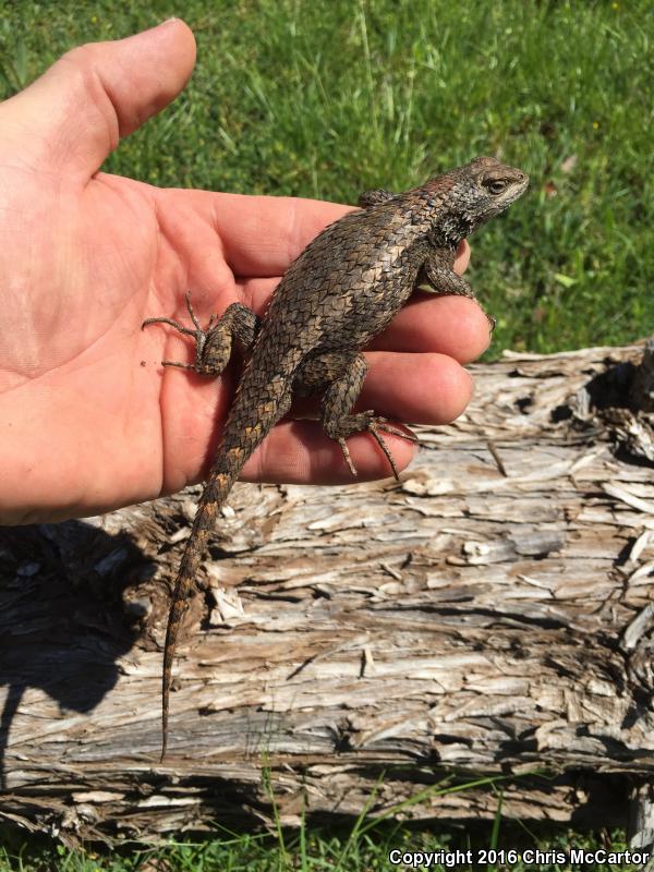 Texas Spiny Lizard (Sceloporus olivaceus)