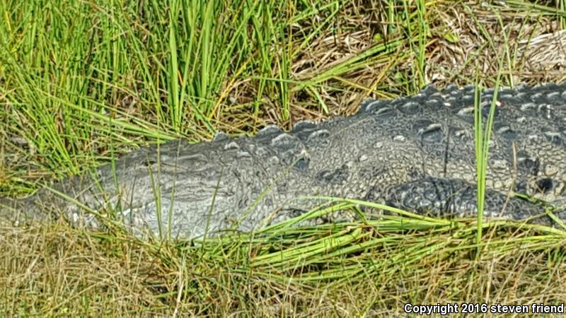 American Crocodile (Crocodylus acutus)