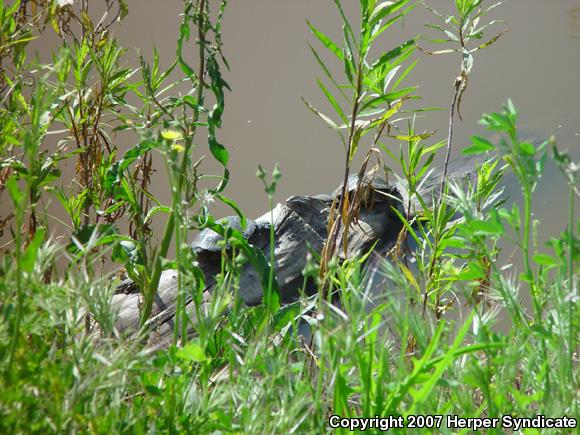 Southwestern Pond Turtle (Actinemys marmorata pallida)