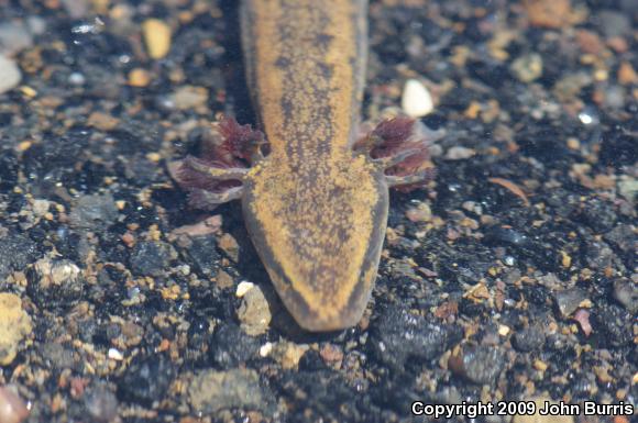 Common Mudpuppy (Necturus maculosus maculosus)