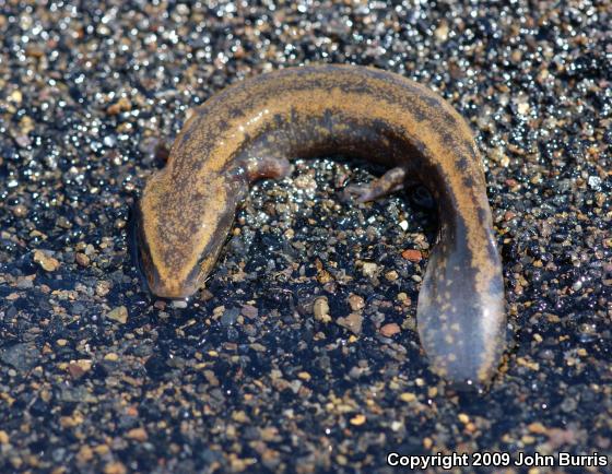 Common Mudpuppy (Necturus maculosus maculosus)