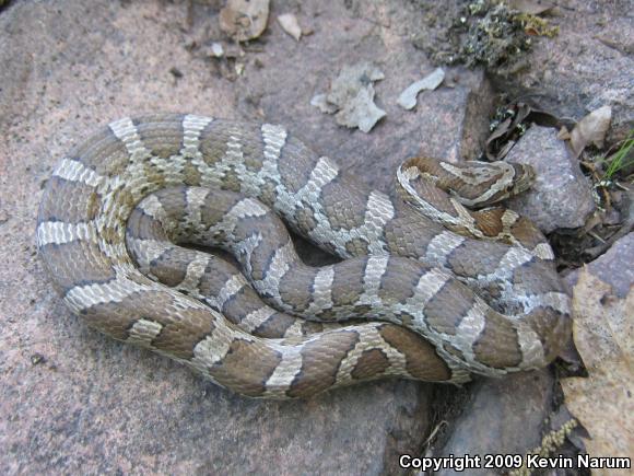 Northern Plains Rat Snake (Pantherophis emoryi emoryi)