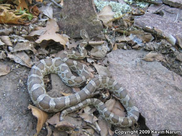 Northern Plains Rat Snake (Pantherophis emoryi emoryi)