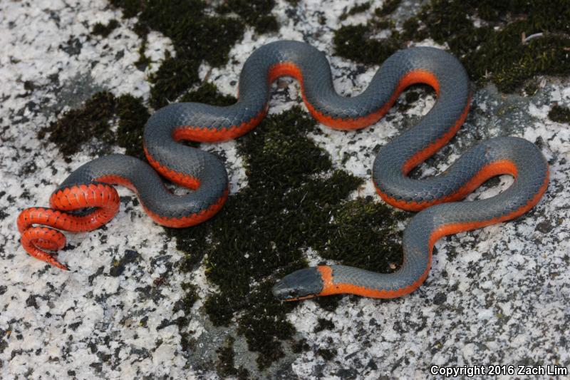 Coral-bellied Ring-necked Snake (Diadophis punctatus pulchellus)