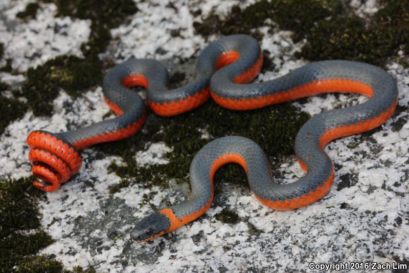 Coral-bellied Ring-necked Snake (Diadophis punctatus pulchellus)