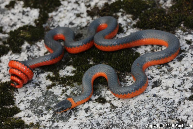 Coral-bellied Ring-necked Snake (Diadophis punctatus pulchellus)