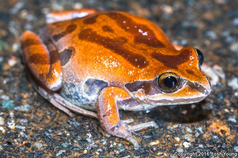 Ornate Chorus Frog (Pseudacris ornata)