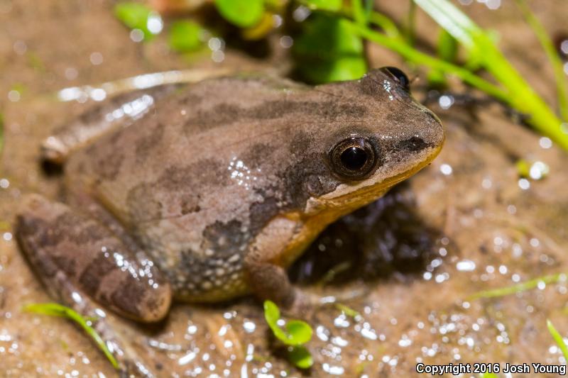 Southern Chorus Frog (Pseudacris nigrita)