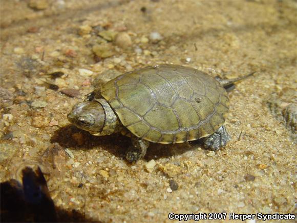 Southwestern Pond Turtle (Actinemys marmorata pallida)