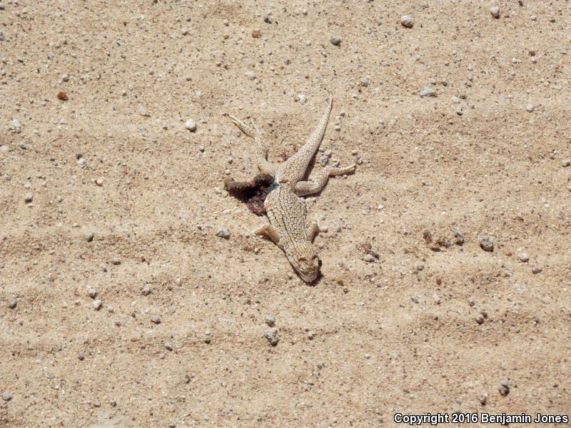 Yuman Fringe-toed Lizard (Uma rufopunctata)