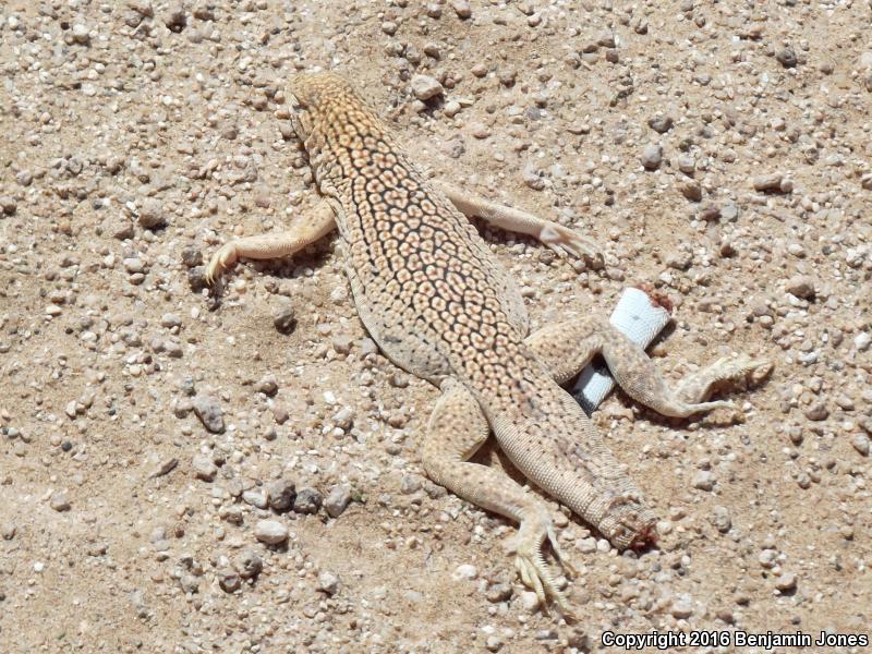 Yuman Fringe-toed Lizard (Uma rufopunctata)