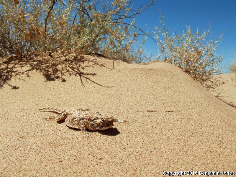 Goode's Horned Lizard (Phrynosoma goodei)