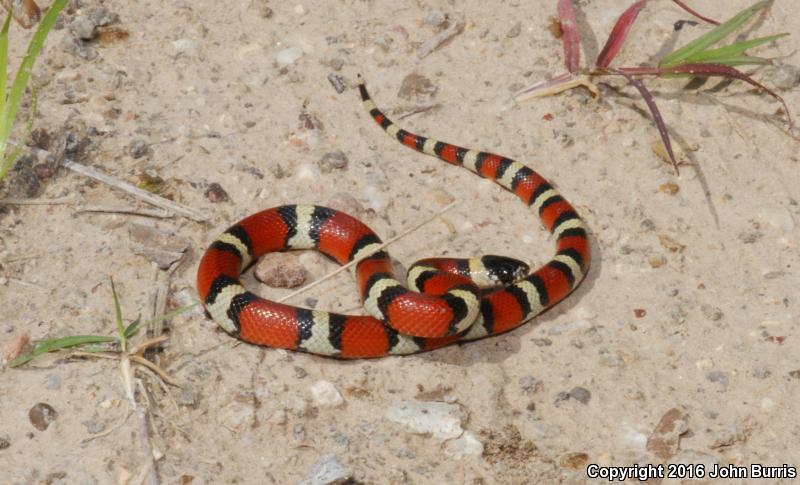 Louisiana Milksnake (Lampropeltis triangulum amaura)