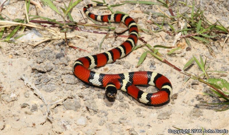 Louisiana Milksnake (Lampropeltis triangulum amaura)