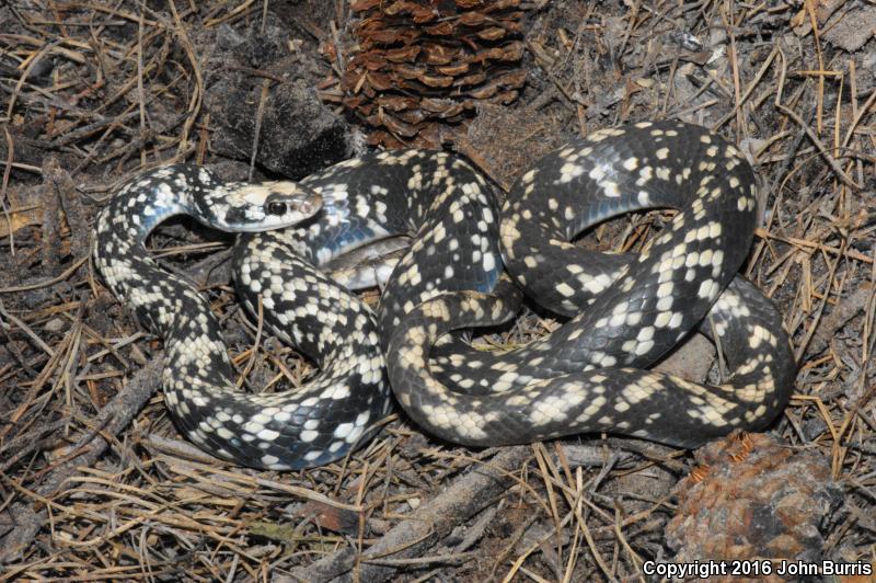 Buttermilk Racer (Coluber constrictor anthicus)