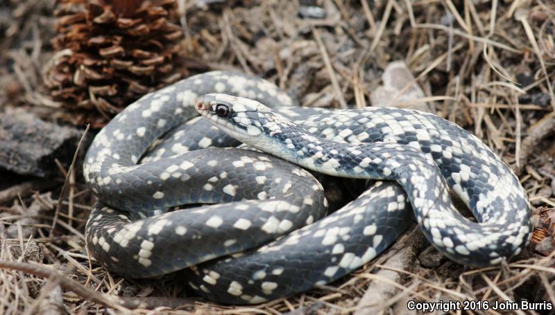 Buttermilk Racer (Coluber constrictor anthicus)