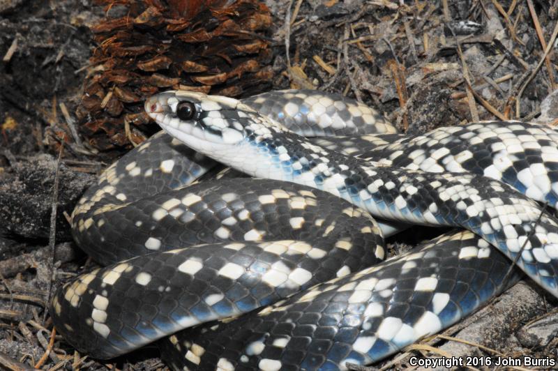 Buttermilk Racer (Coluber constrictor anthicus)