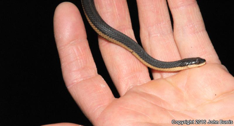 Graham's Crayfish Snake (Regina grahamii)