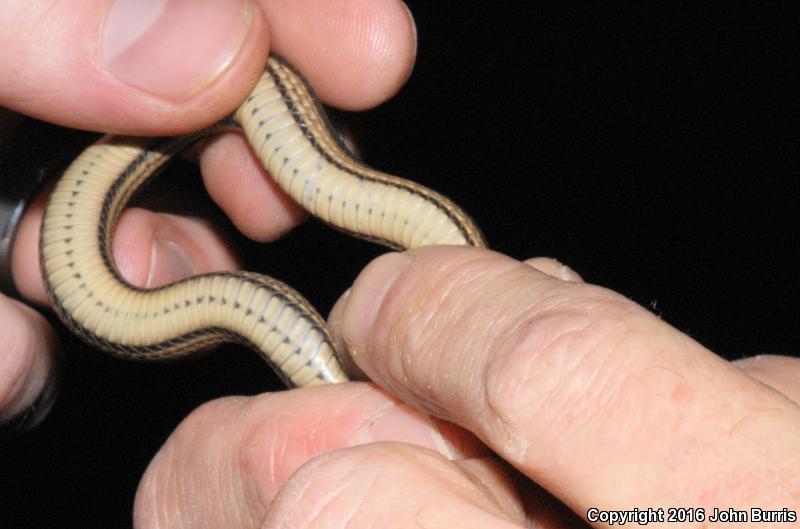 Graham's Crayfish Snake (Regina grahamii)