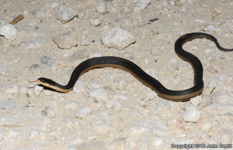 Graham's Crayfish Snake (Regina grahamii)