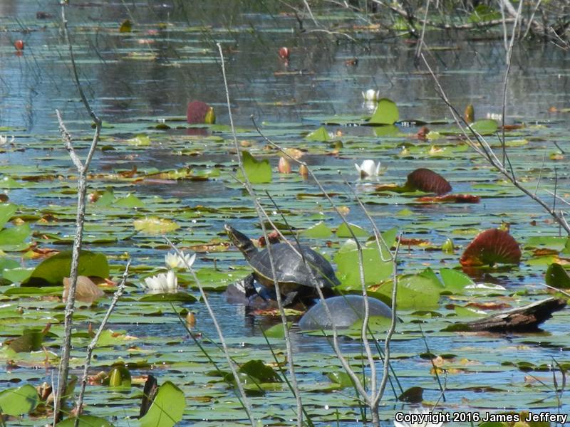 Eastern Chicken Turtle (Deirochelys reticularia reticularia)