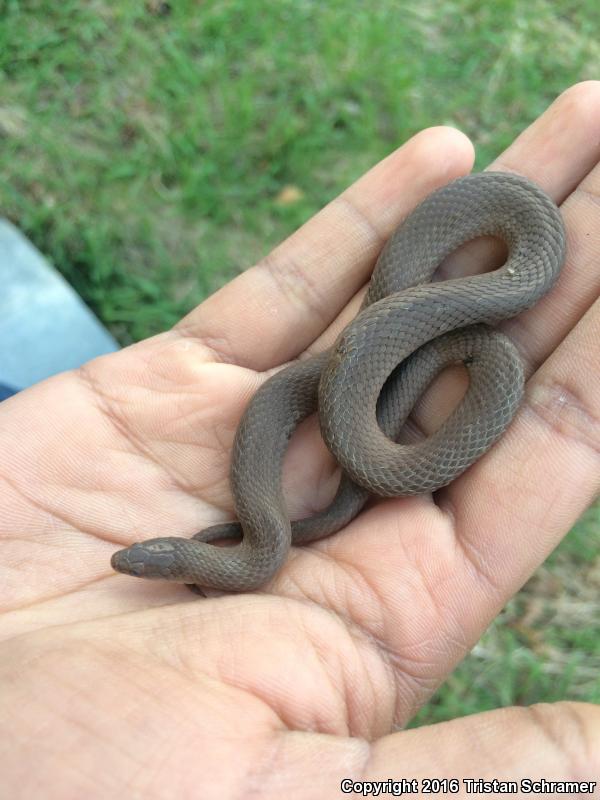 Western Smooth Earthsnake (Virginia valeriae elegans)