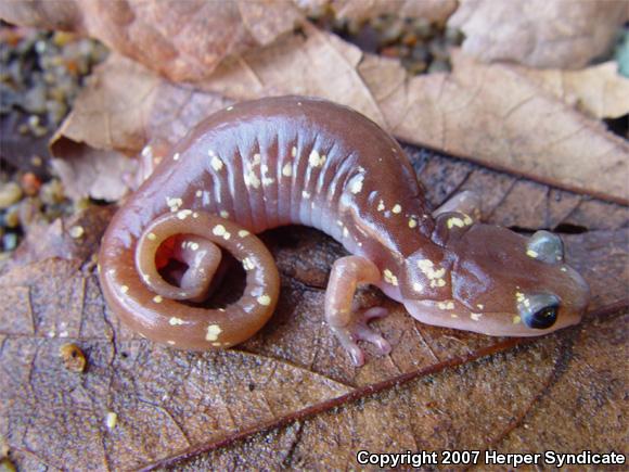 Arboreal Salamander (Aneides lugubris)