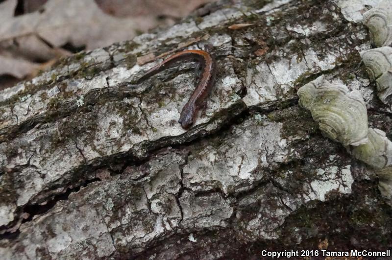 Southern Zigzag Salamander (Plethodon ventralis)