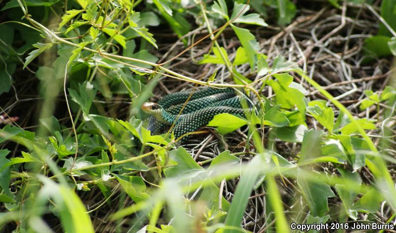 Northern Speckled Racer (Drymobius margaritiferus margaritiferus)