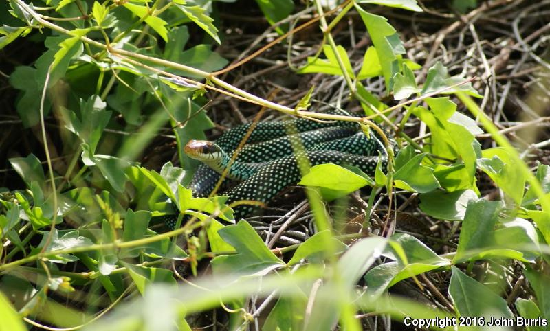 Northern Speckled Racer (Drymobius margaritiferus margaritiferus)