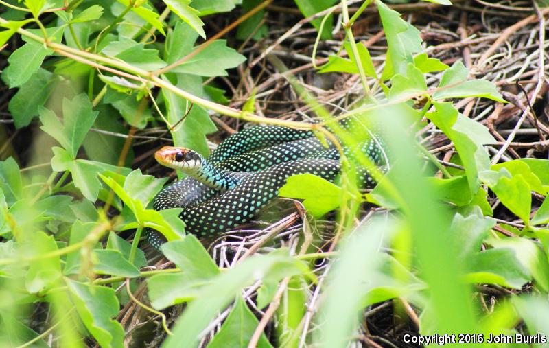 Northern Speckled Racer (Drymobius margaritiferus margaritiferus)