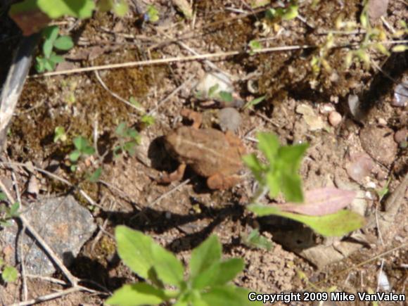 Eastern American Toad (Anaxyrus americanus americanus)