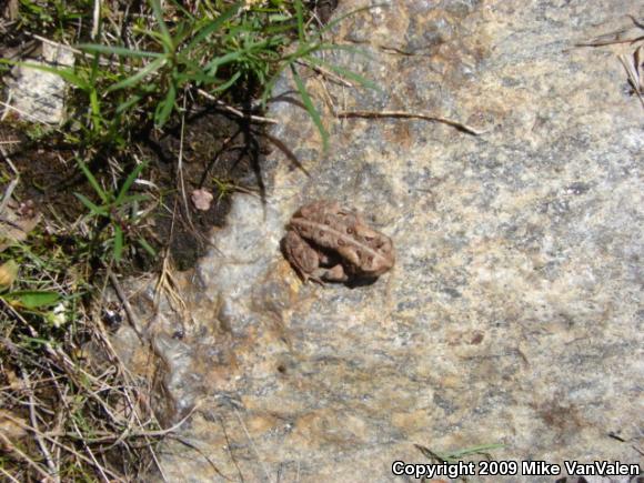 Eastern American Toad (Anaxyrus americanus americanus)