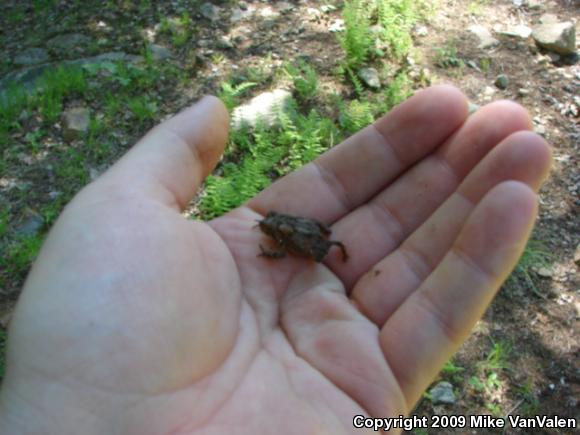 Eastern American Toad (Anaxyrus americanus americanus)