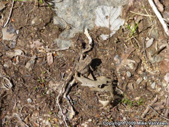 Eastern American Toad (Anaxyrus americanus americanus)