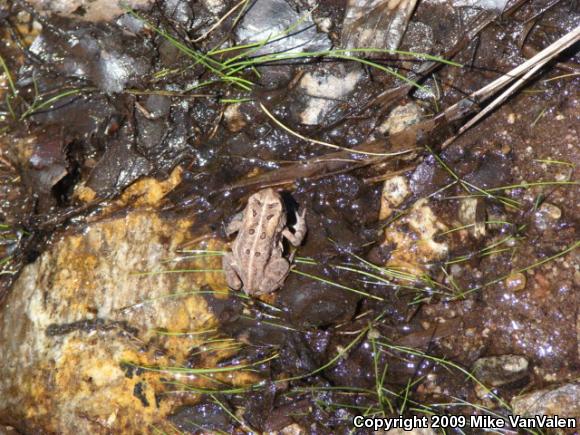 Eastern American Toad (Anaxyrus americanus americanus)