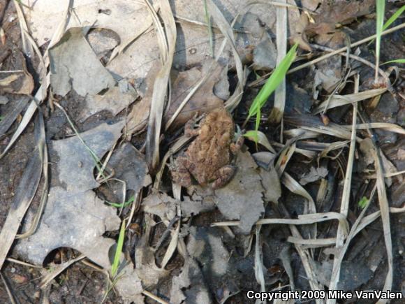 Eastern American Toad (Anaxyrus americanus americanus)