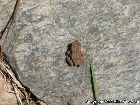 Eastern American Toad (Anaxyrus americanus americanus)