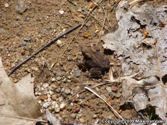 Eastern American Toad (Anaxyrus americanus americanus)