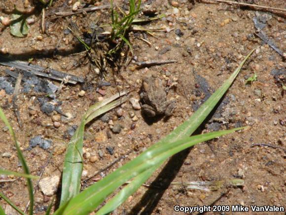 Eastern American Toad (Anaxyrus americanus americanus)