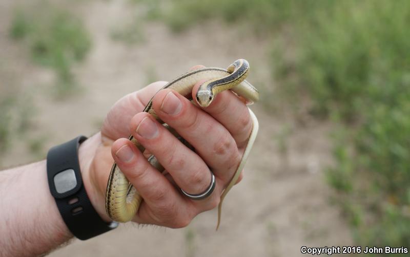 Texas Patch-nosed Snake (Salvadora grahamiae lineata)