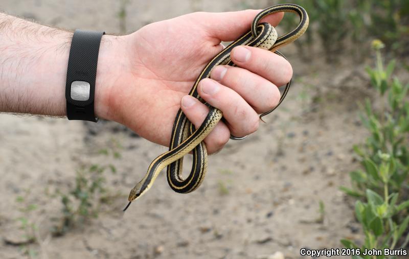 Texas Patch-nosed Snake (Salvadora grahamiae lineata)