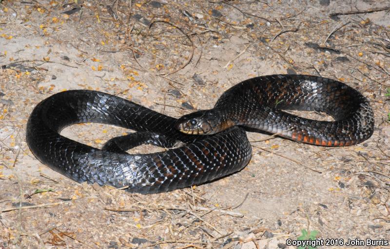 Texas Indigo Snake (Drymarchon melanurus erebennus)